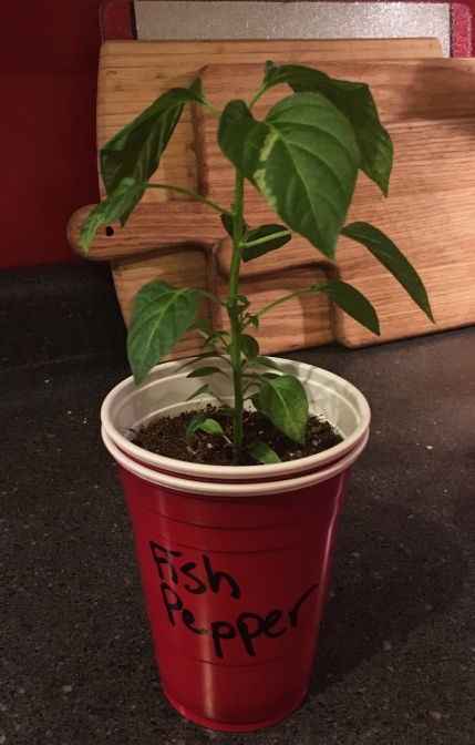 Fish pepper seedling one month